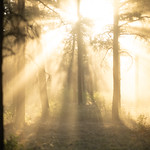 Sunbeams stream through tall trees in a misty forest