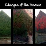 Ivy-covered wall changing from green to red through the seasons.
