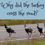 wild turkeys walking across a rural highway, illustrating a reflection on temptation, spiritual alertness, and choosing God’s direction