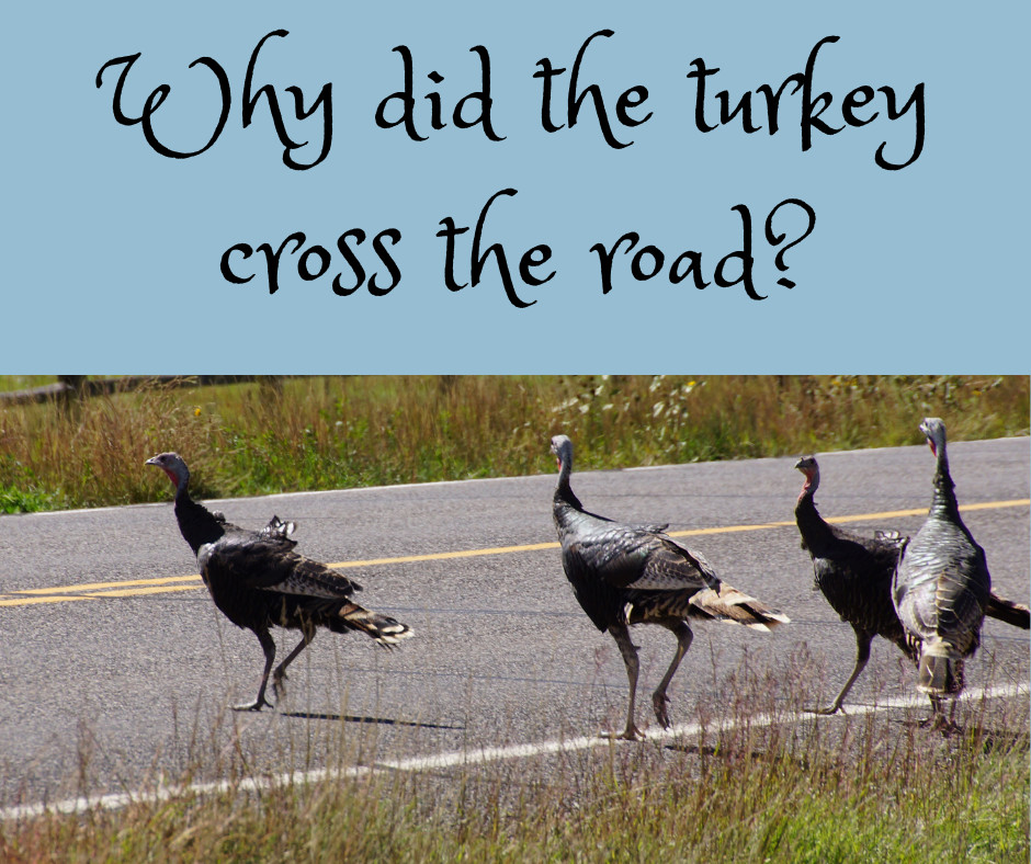 wild turkeys walking across a rural highway, illustrating a reflection on temptation, spiritual alertness, and choosing God’s direction