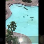 Palm branches blown into a hotel swimming pool during Hurricane Lane in Maui