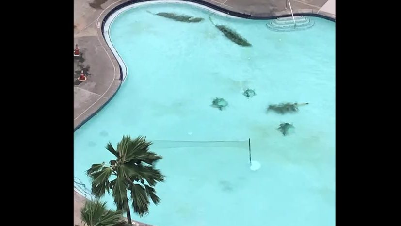 Palm branches blown into a hotel swimming pool during Hurricane Lane in Maui