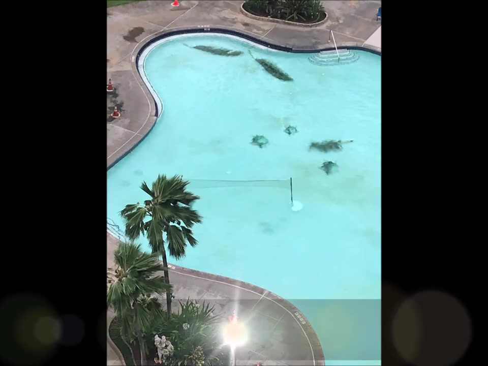 Palm branches blown into a hotel swimming pool during Hurricane Lane in Maui