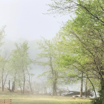 Fog settles among green trees beside a quiet lake on a peaceful morning.