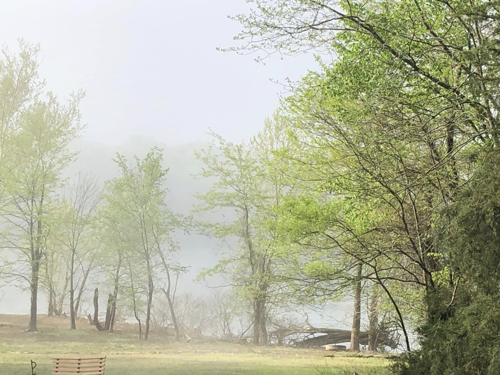 Fog settles among green trees beside a quiet lake on a peaceful morning.